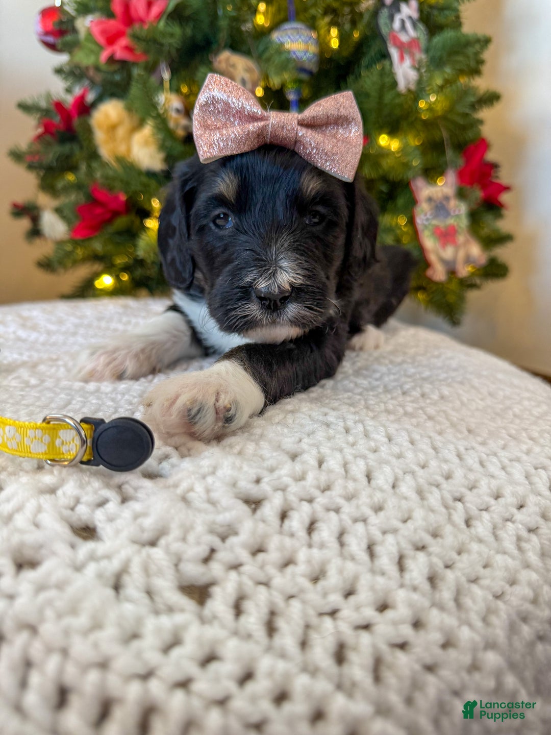 Mixed Breed dogs for sale: Frannie - Ad 4