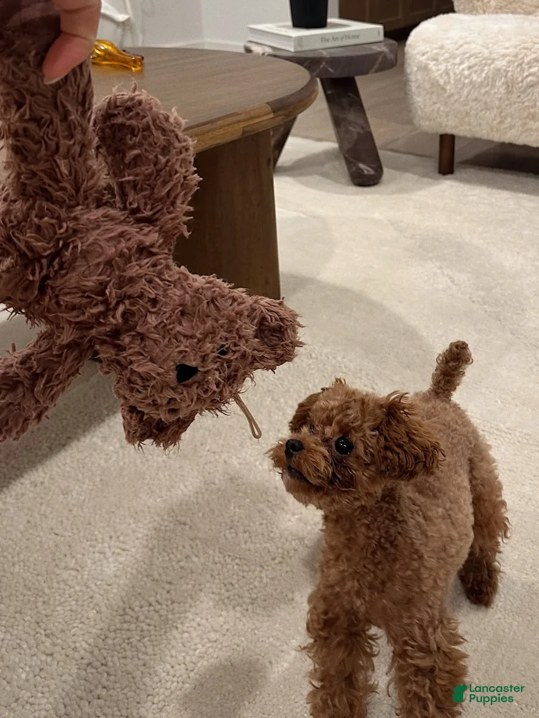 Toy Poodle dogs for sale: Meet Soso - Ad 2