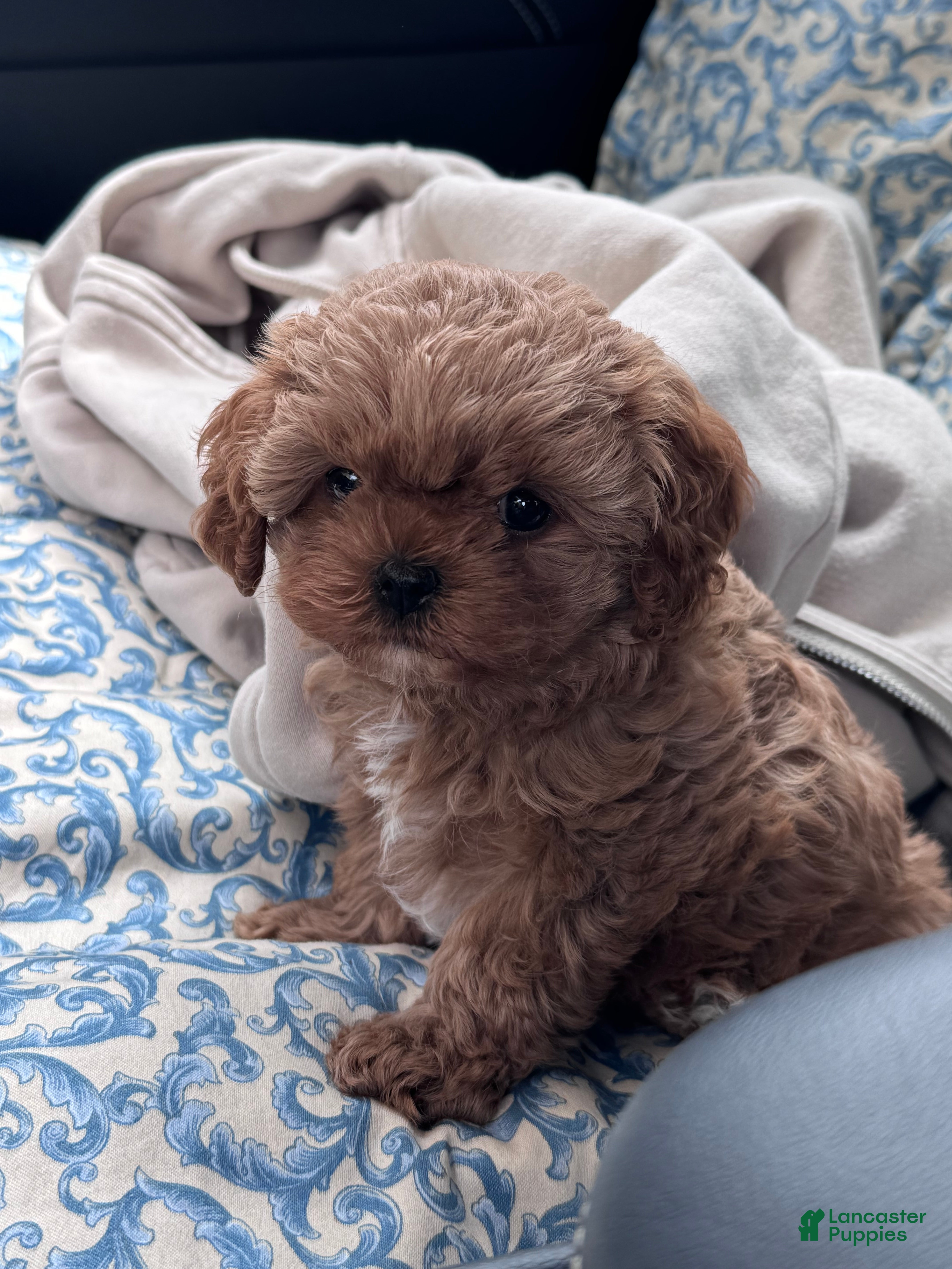 Cavapoo dogs Tiny toy pumpkin - Ad 1