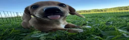Mixed Breed dogs for sale: Classic Dorgi Female - Corgi & Dachshund Mix - Ad 21