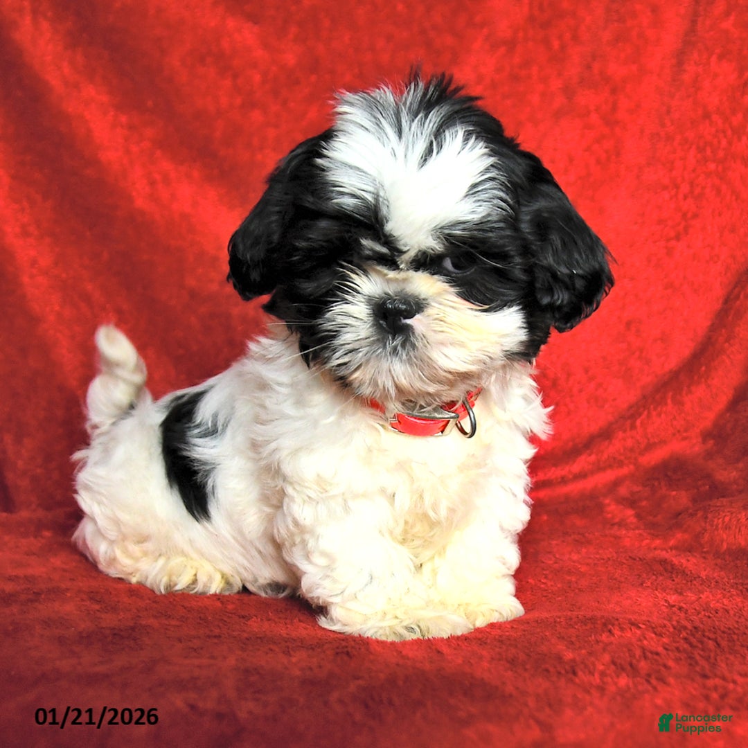 Lhasa Apso dogs for sale: Jane - Ad 4