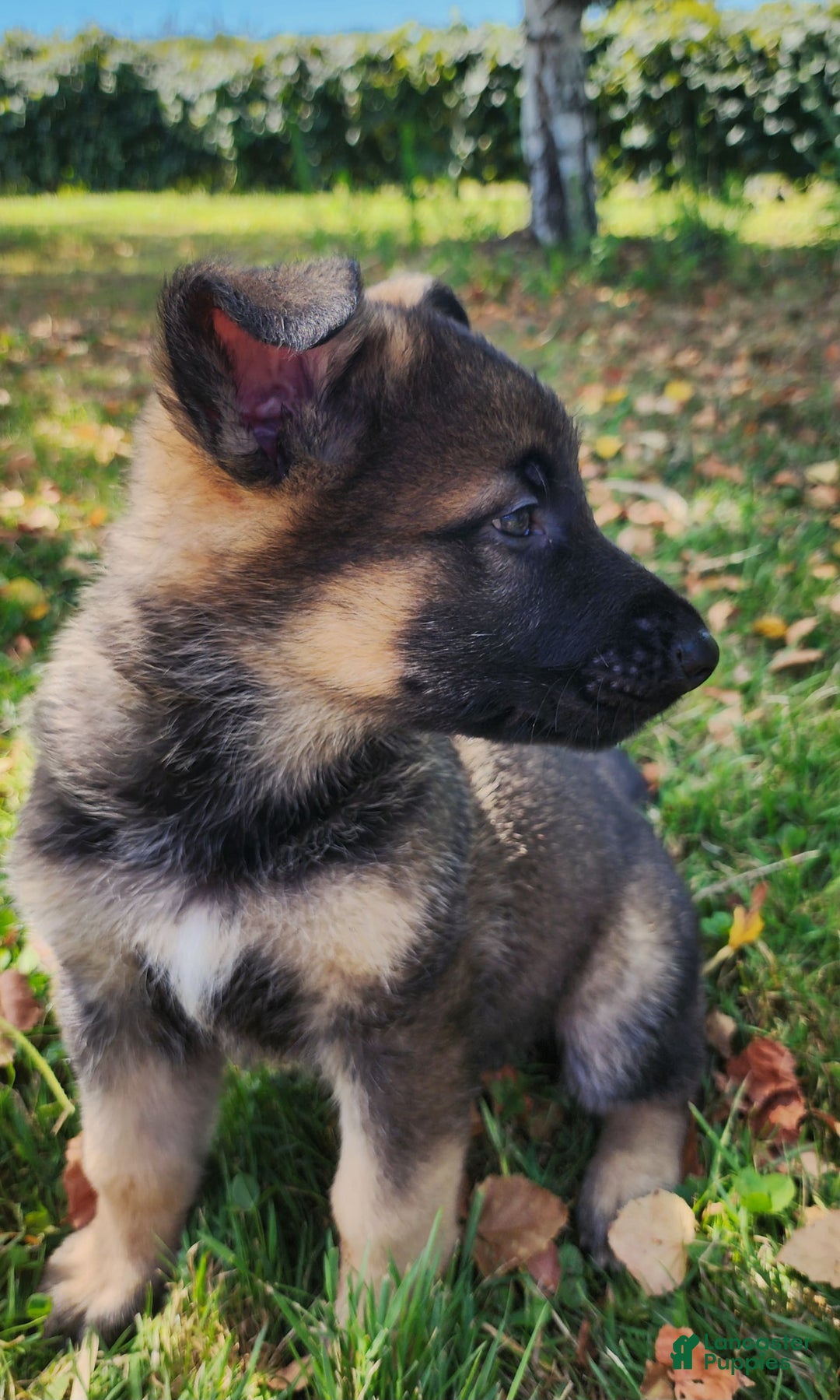 King Shepherd Puppy Weeks Sable For Sale In Erie Lancaster Puppies