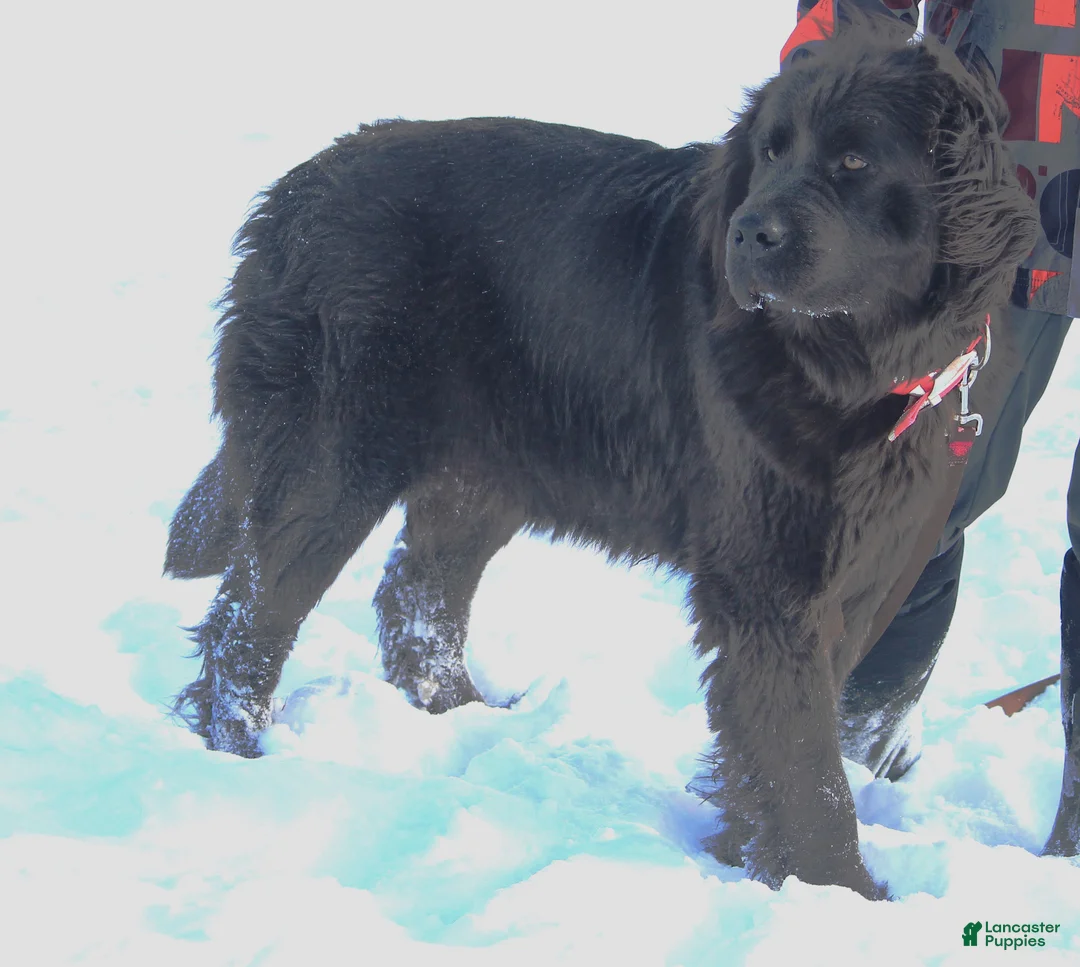 Newfoundland dogs for sale: Theo - Ad 25