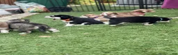 Pomsky dogs for sale: Flint - Ad 17