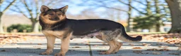 German Shepherd dogs for sale: Elvis - Ad 3