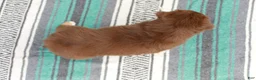 Australian Shepherd dogs for sale: Toffee - Ad 7