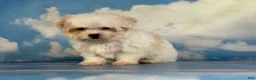 Maltipoo dogs for sale: Mater - Ad 2