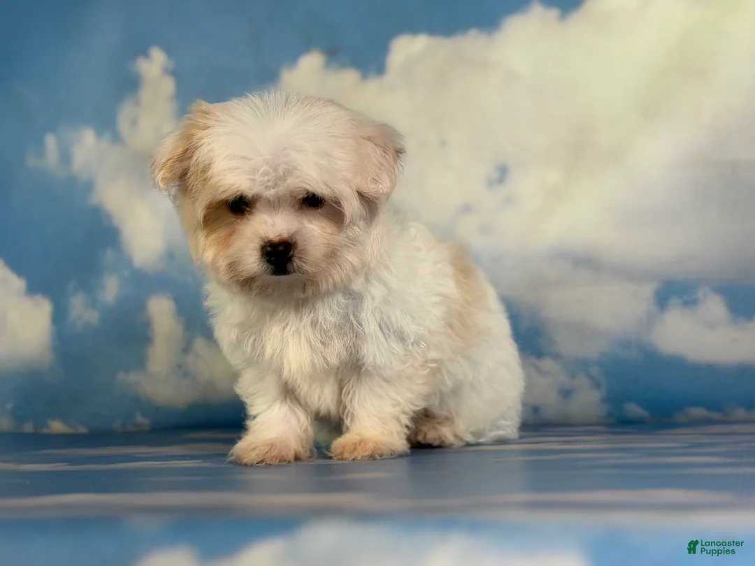 Maltipoo dogs for sale: Mater - Ad 2