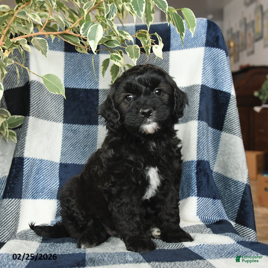 Mixed Breed dogs Jasper - Ad 1