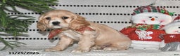 Cocker Spaniel dogs for sale: Dasher - Ad 6