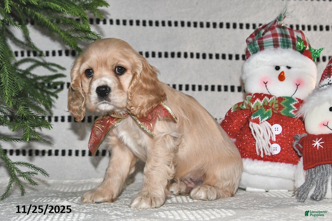Cocker Spaniel dogs for sale: Dasher - Ad 6