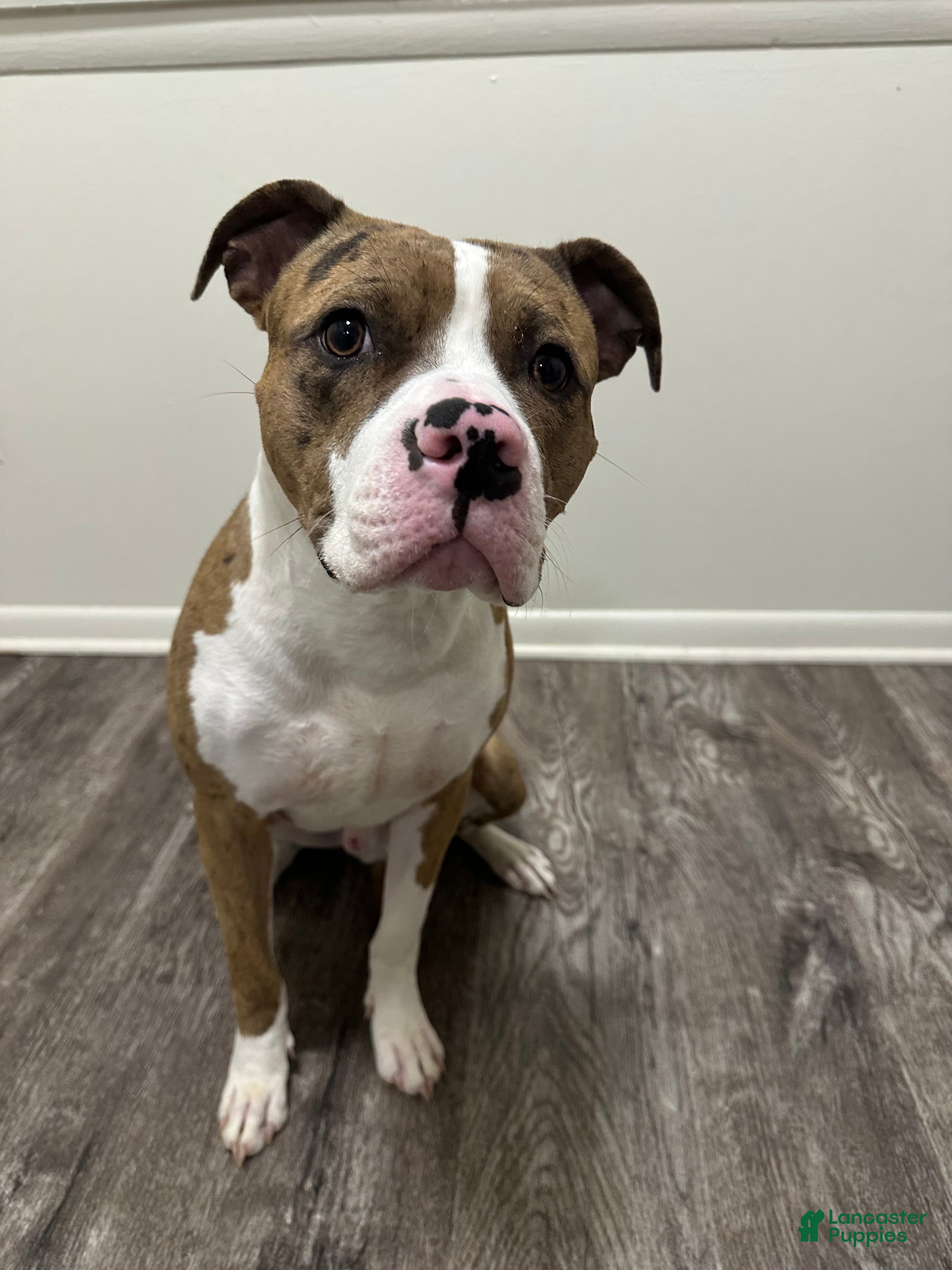 Mixed Breed dogs Mixed Breed 1 - Ad 4