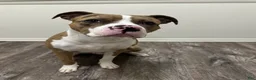 Mixed Breed dogs for sale: Mixed Breed 1 - Ad 1