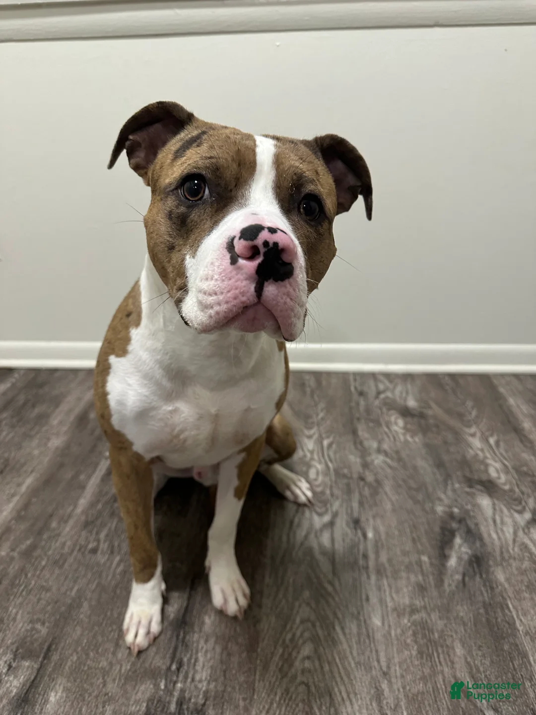 Mixed Breed dogs for sale: Mixed Breed 1 - Ad 1