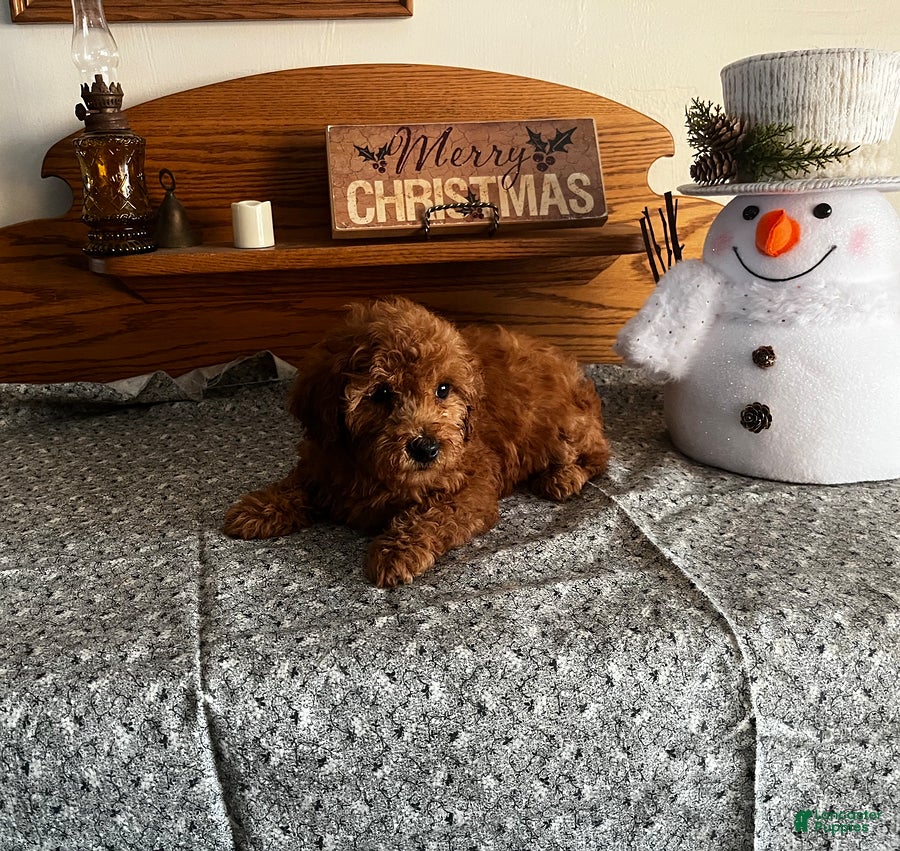 Toy Poodle dogs Jordan - Ad 2