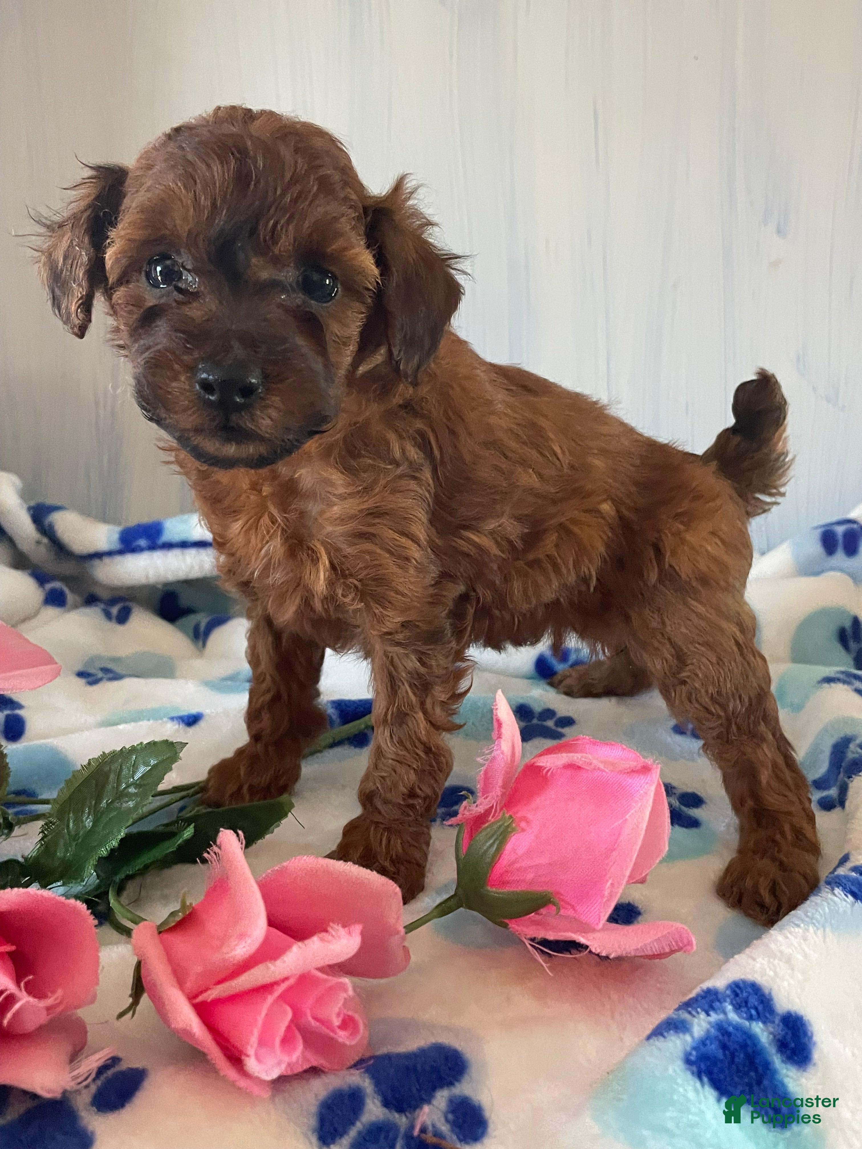 Toy Poodle dogs Scarlet - Ad 34