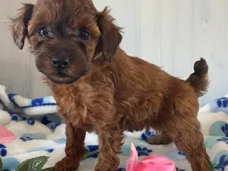 Toy Poodle dogs Scarlet - Ad 34