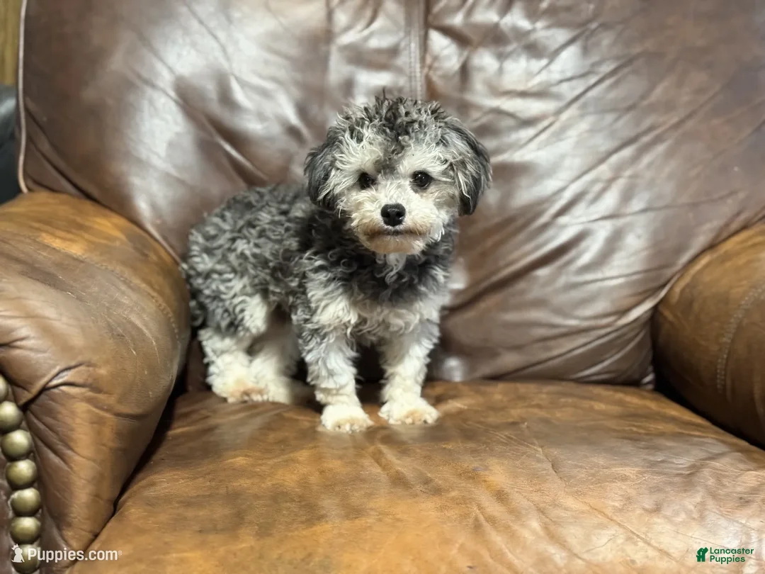 Toy Poodle dogs for sale: Bluey - Ad 4