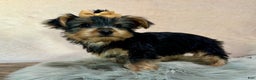 Yorkshire Terrier dogs for sale: Hallie - Ad 23