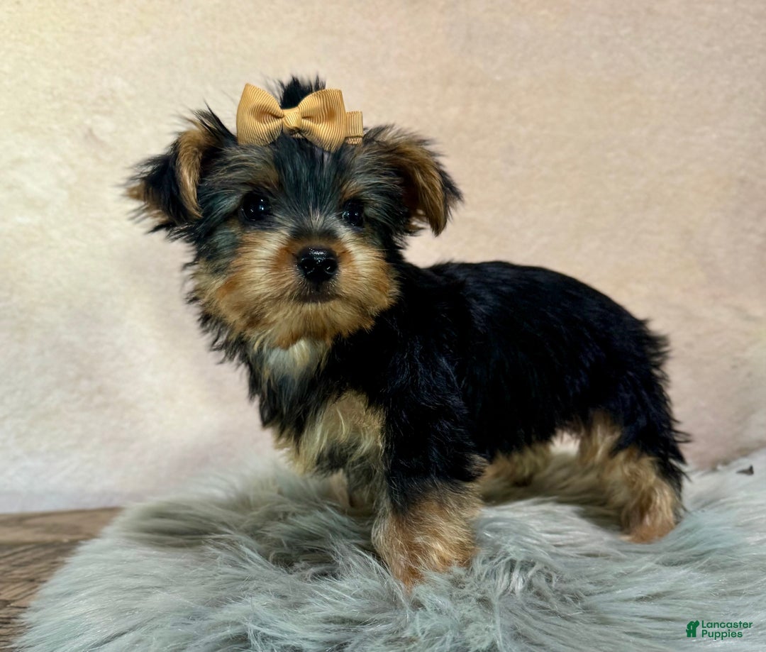 Yorkshire Terrier dogs for sale: Hallie - Ad 23