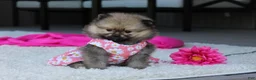 Pomeranian dogs for sale: Lola - Ad 3