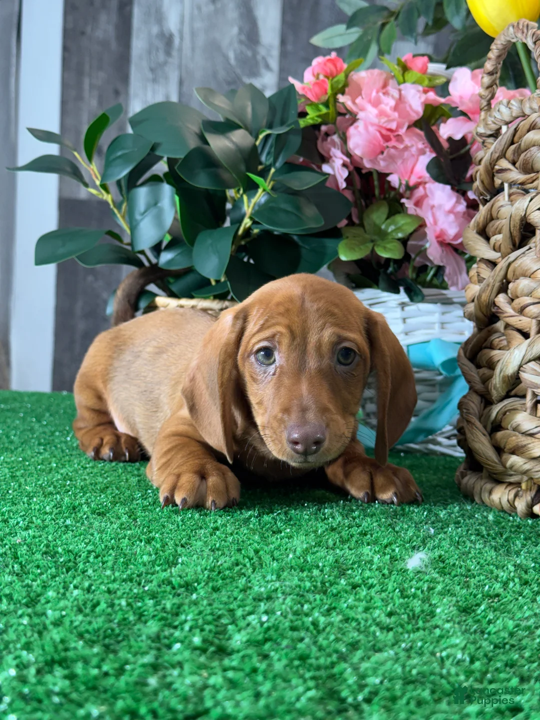 Dachshund dogs for sale: Dustin - Ad 2