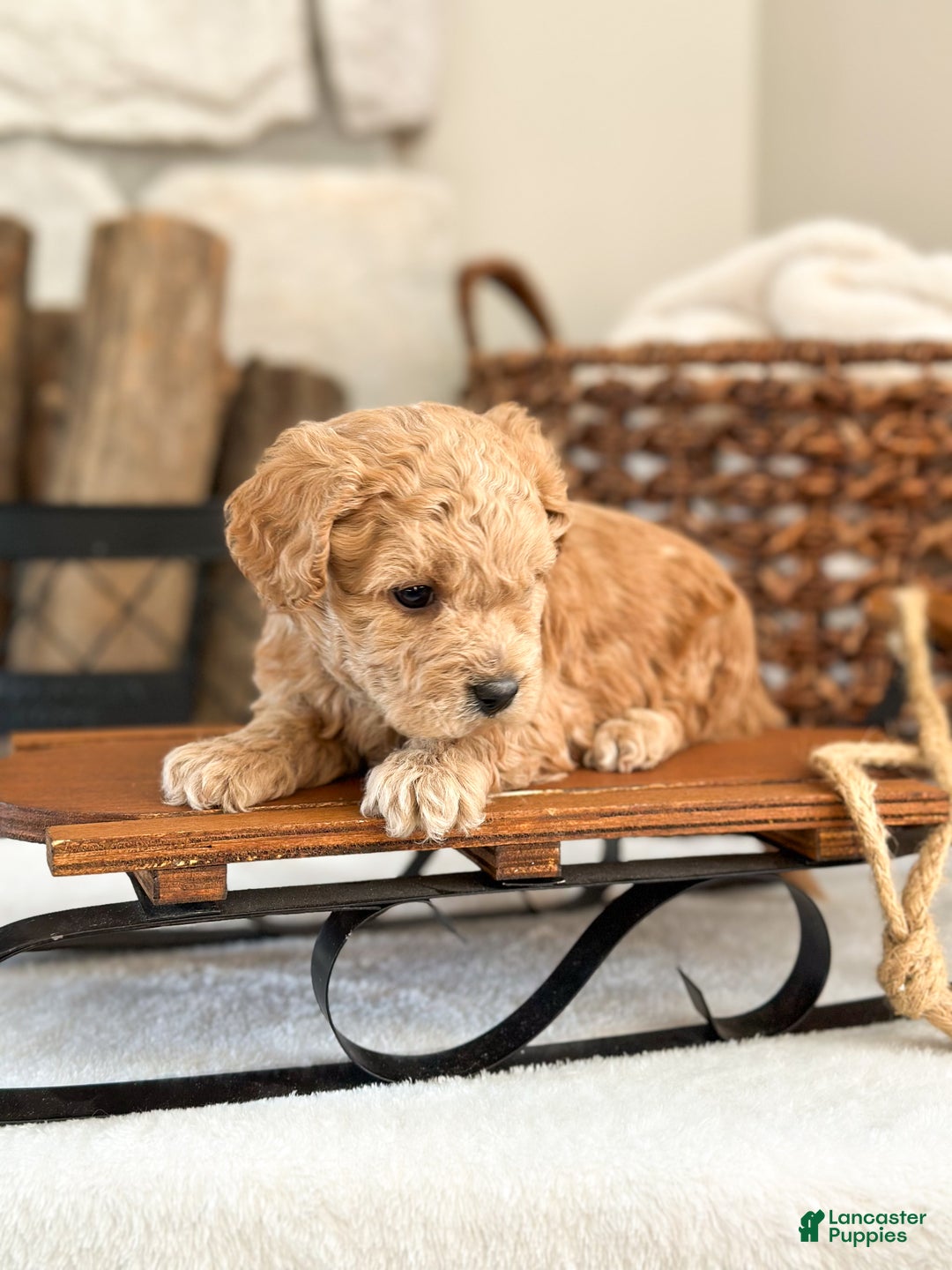 Cavachon dogs for sale: Cayenne - Ad 2