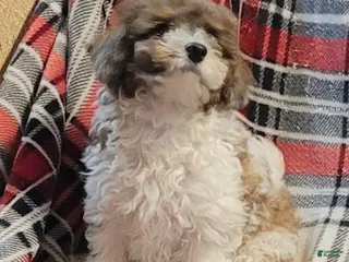 Miniature Poodle dogs for sale: Zenith - Ad 1