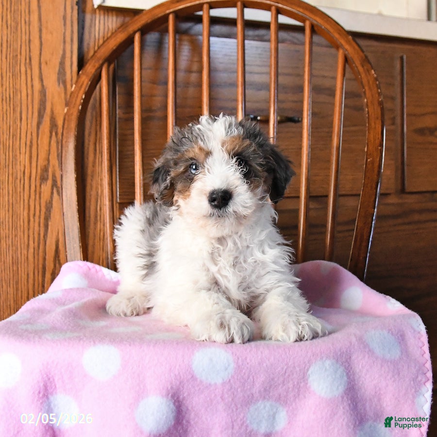Mini Bernedoodle dogs Vincent - Ad 2