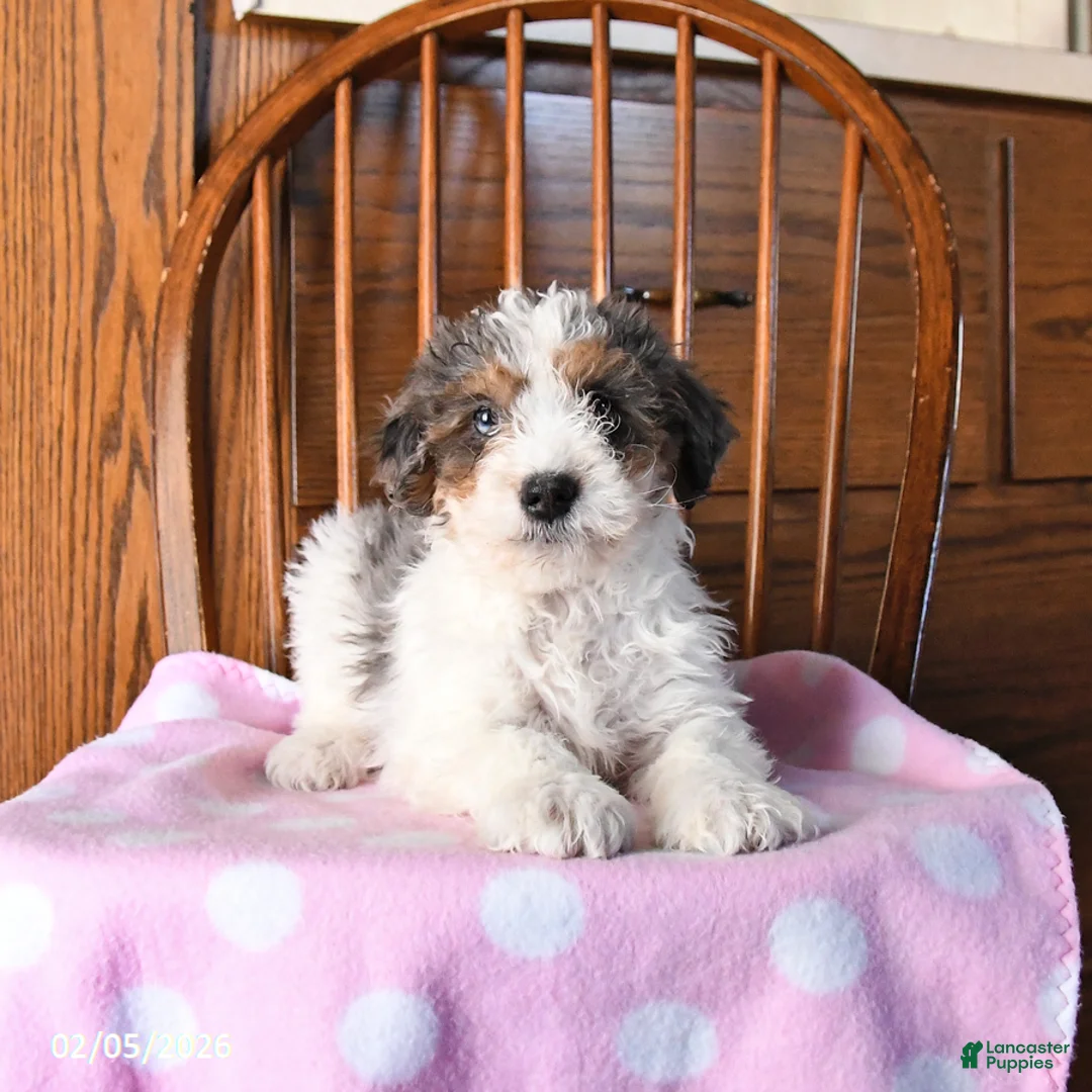 Mini Bernedoodle dogs for sale: Vincent - Ad 4
