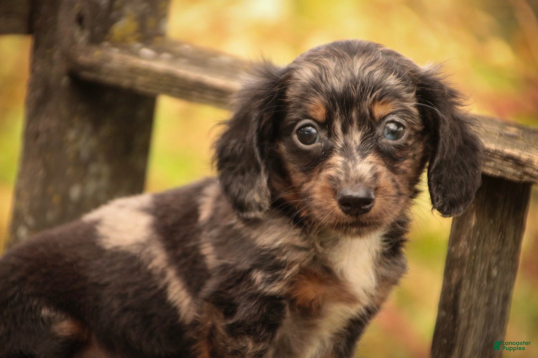 Miniature Dachshund dogs Dustin Miniature Dachshund  - Ad 1