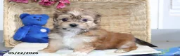 Shorkie dogs for sale: Donald - Ad 1