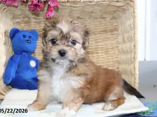 Shorkie dogs for sale: Donald - Ad 2