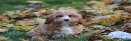 Cavapoo dogs for sale: Silas - Ad 7