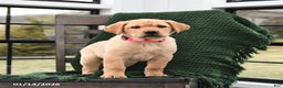 Labrador Retriever dogs for sale: Lily - Ad 3