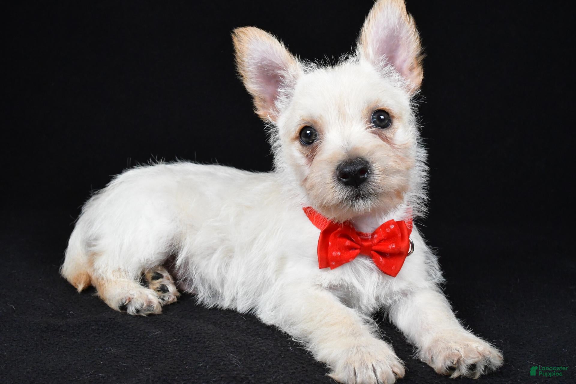 Cairn Terrier dogs Asher - Ad 1