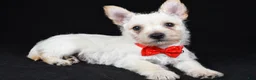 Cairn Terrier dogs for sale: Asher - Ad 1
