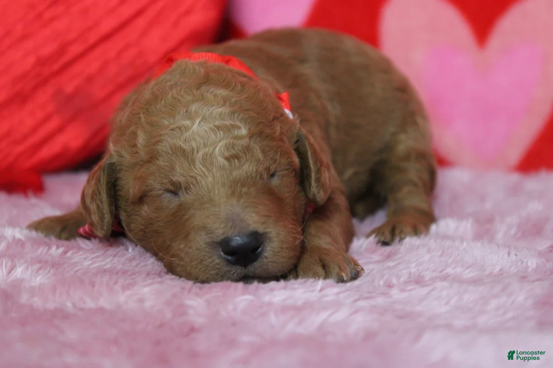 Goldendoodle dogs for sale: Fanta  - Ad 1