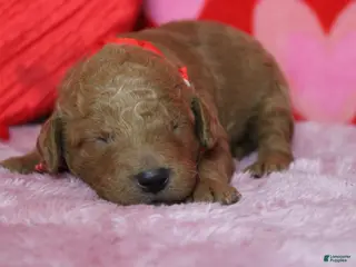 Goldendoodle dogs Fanta - Ad 17