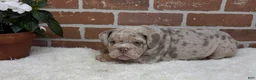 English Bulldog dogs for sale: Sampson - Ad 7