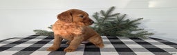 Irish Setter dogs for sale: Eden - Ad 5
