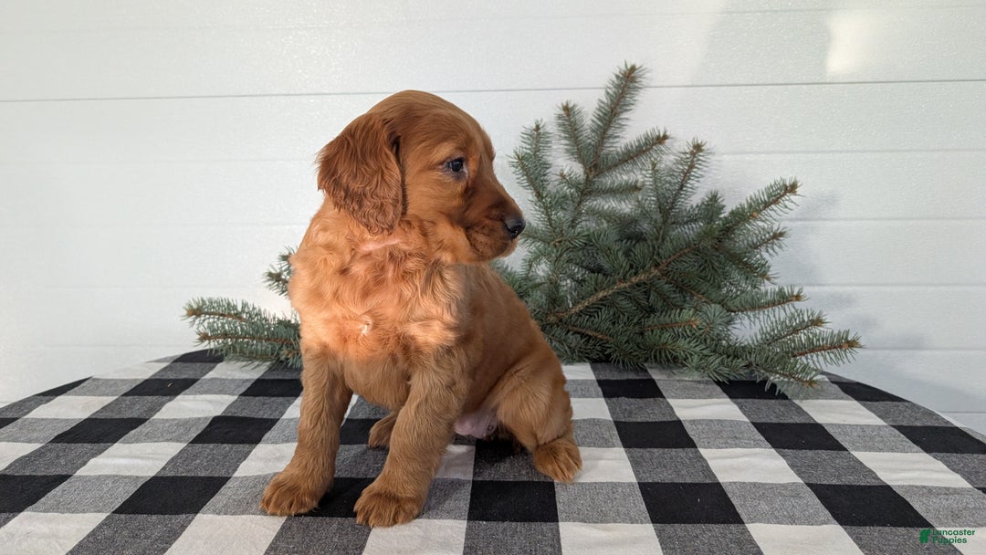 Irish Setter dogs for sale: Eden - Ad 5