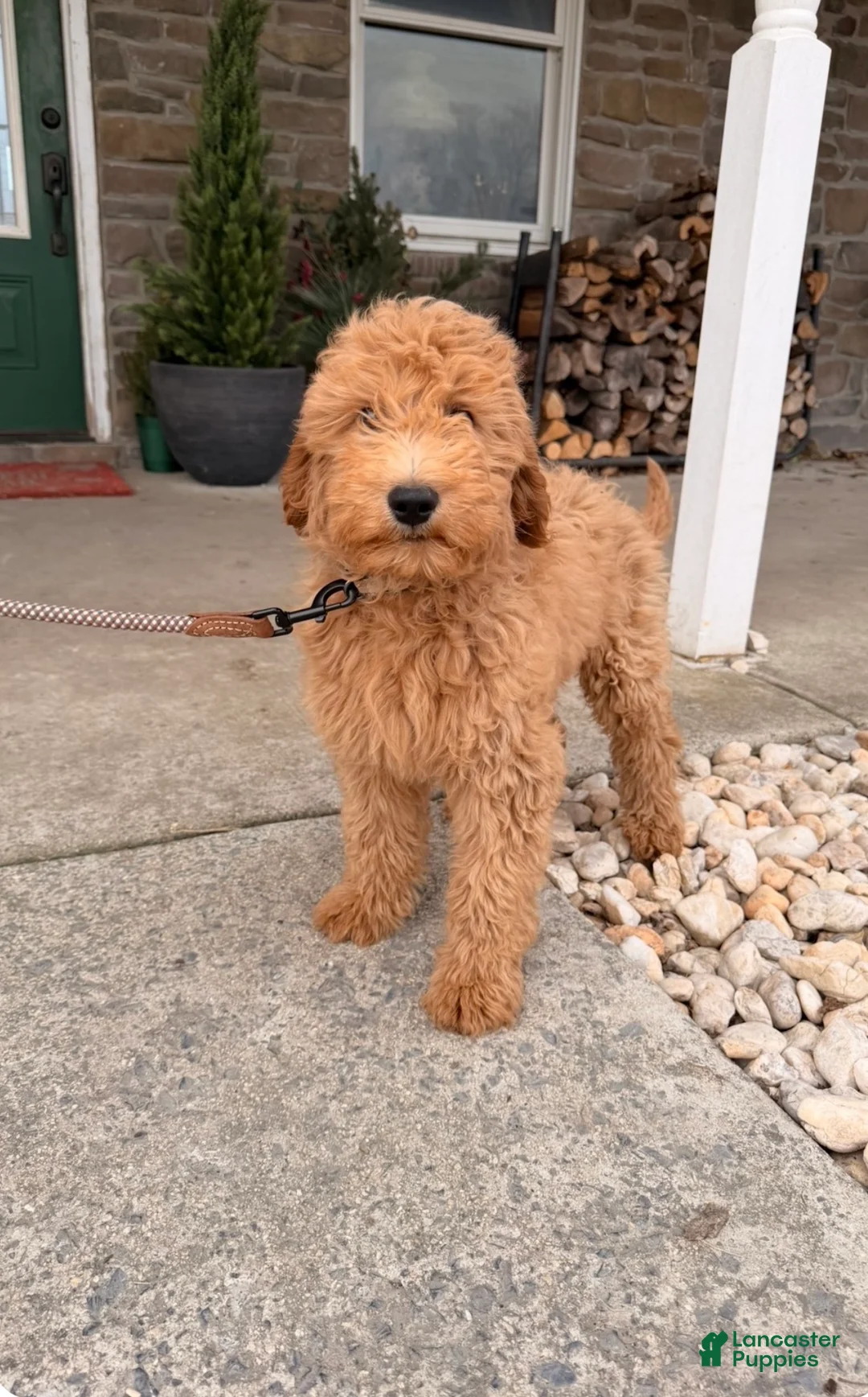 Irish Doodle dogs for sale: Graham  - Ad 3