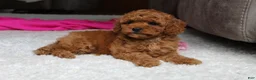 Cavapoochon dogs for sale: Maggie  - Ad 10