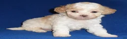 Shihpoo dogs for sale: Snoopy - Ad 16