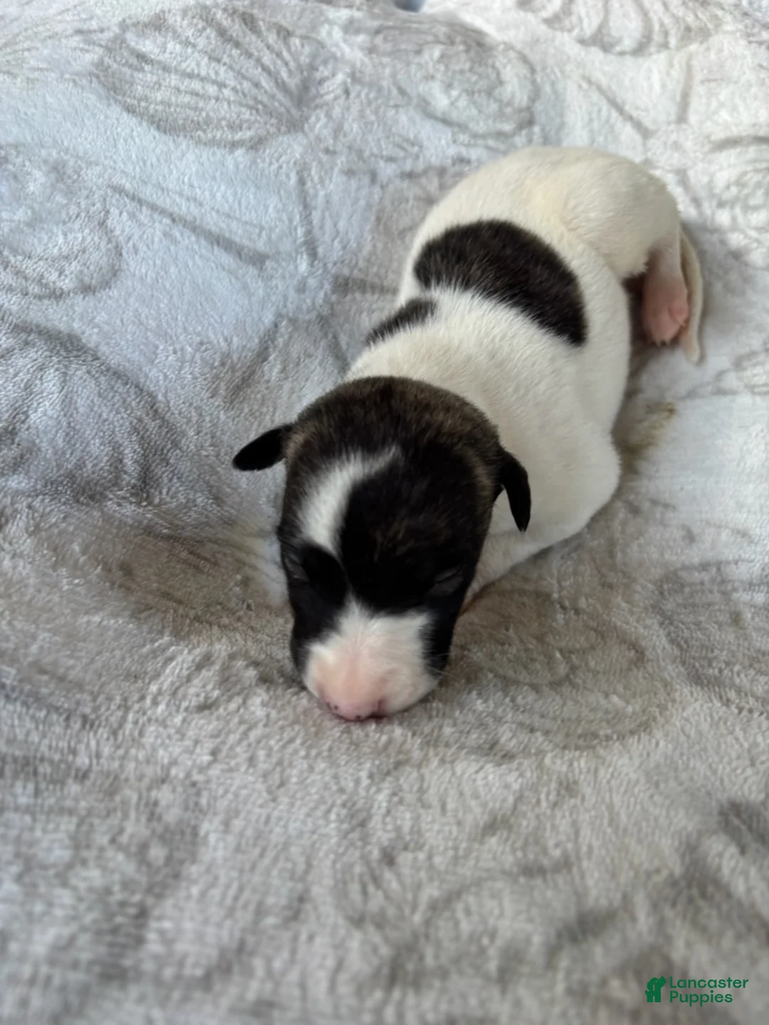 Whippet dogs for sale: Boy 3 - Ad 3