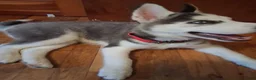 Siberian Husky dogs for sale: Siberian Husky 1 - Ad 4