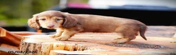 Miniature Dachshund dogs for sale: Diamond - Ad 4