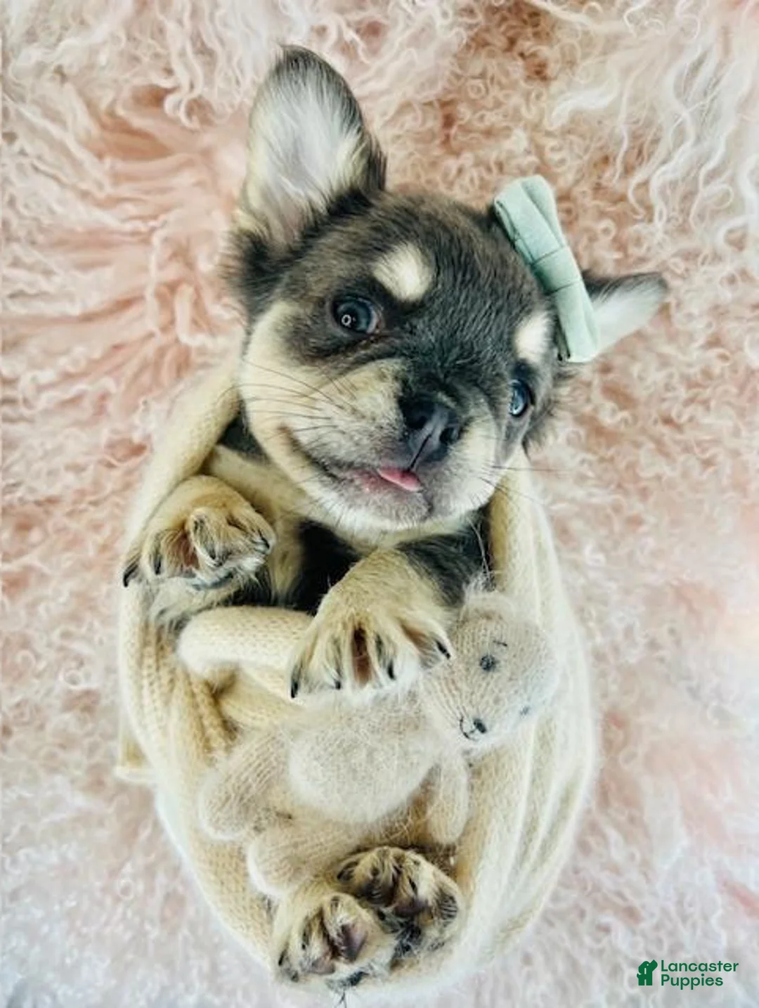 French Bulldog dogs for sale: French Bulldog Puppy 2 - Ad 2