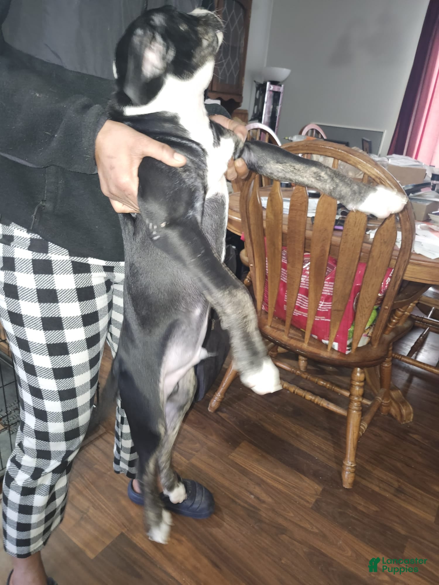 American Staffordshire Terrier dogs American Staffordshire Terrier Puppy 1 - Ad 2